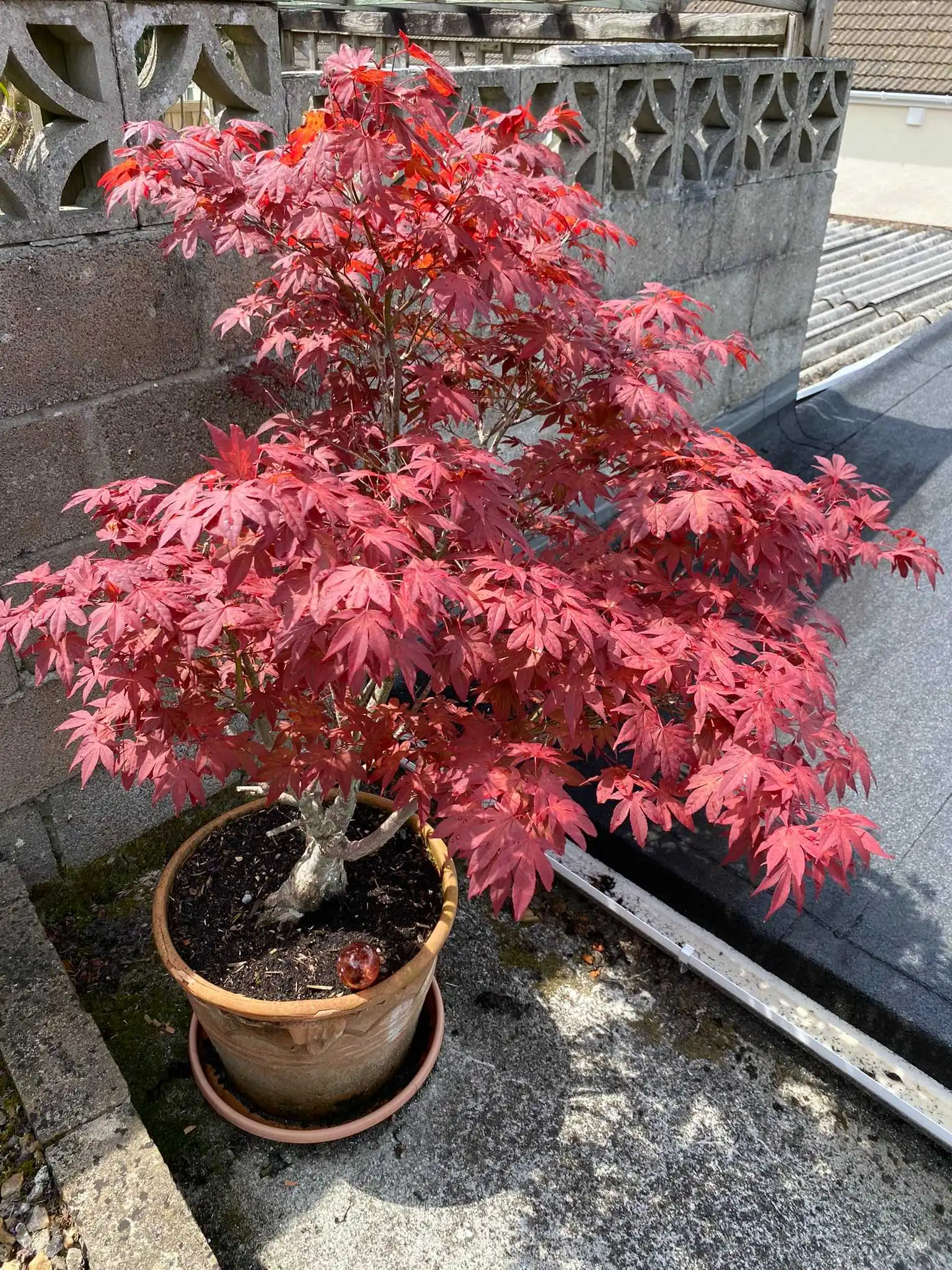 Acer