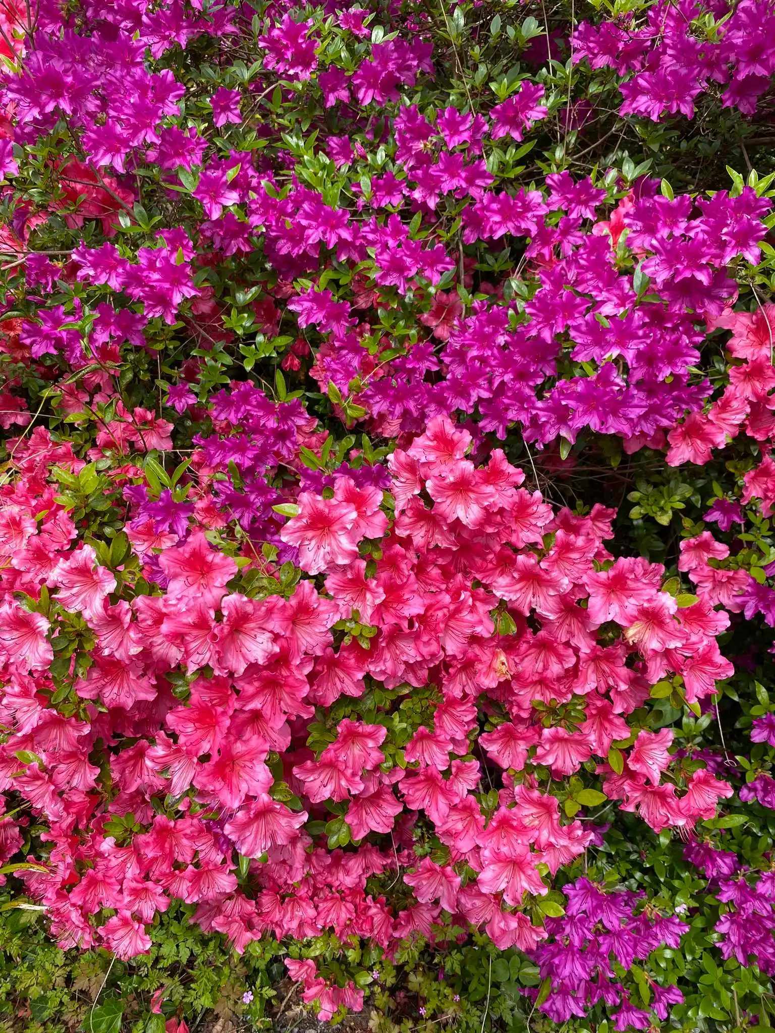 Rhododendron