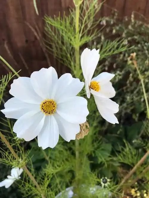 Cosmos