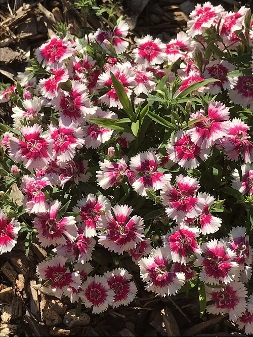 Dianthus