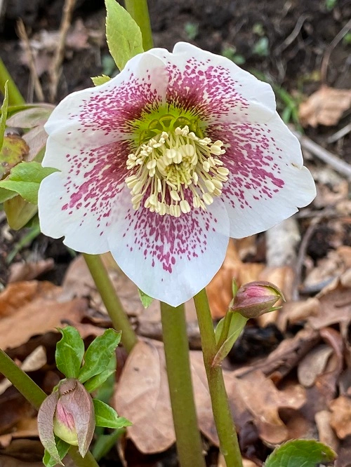 Hellebore