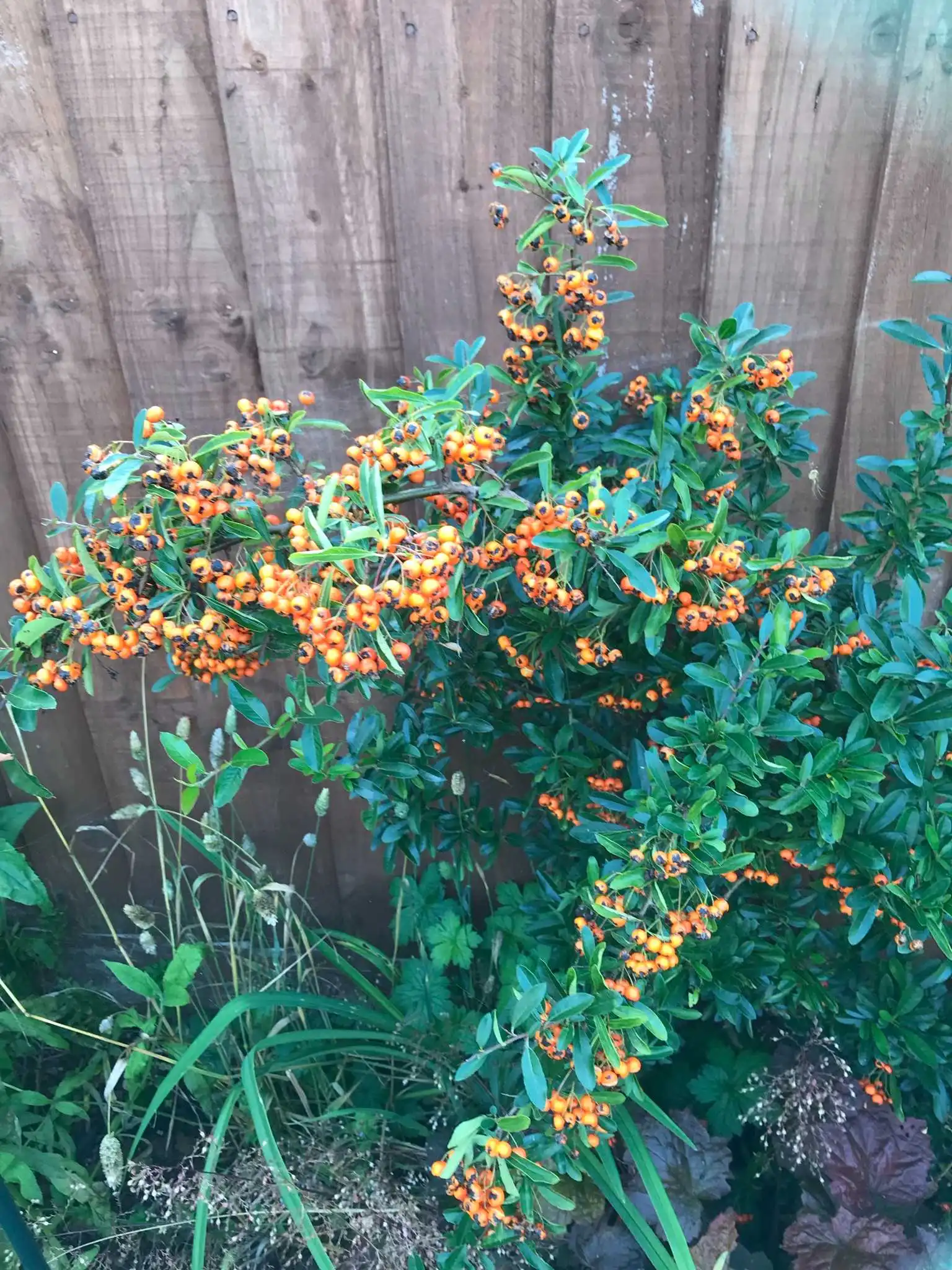 Pyracantha