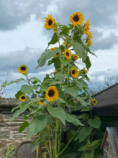 Sunflower